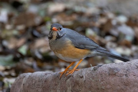 Kurrichane Thrush (Turdus libonyana), South Africa