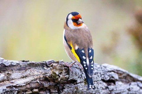 Goldfinch (Carduelis carduelis) Germany