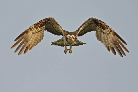 Western Osprey (Pandion haliaetus), Lower Saxony, Germany