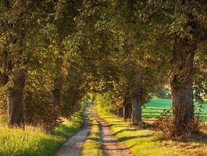 Field path through chestnut avenue in the morning light, near Röbel, Mecklenburg-Vorpommern,