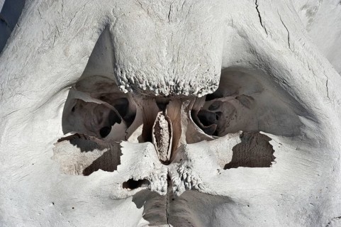 Hippo skull, skull, animal skull, poacher, hunting, trophy, hunting trophy, hunt, death, skull,