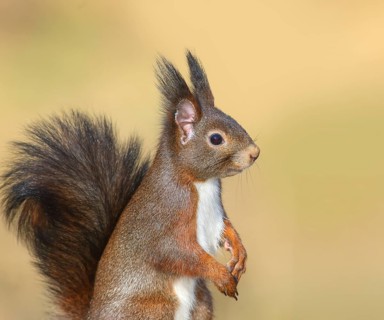 Squirrel (Sciurus vulgaris), dark morph, adult animal, head portrait, wildlife, animals, mammal,