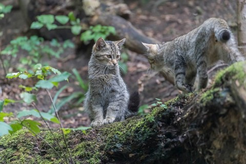 Two young european wildcats, Felis silvestris silvestris, standing on a branch of a dead tree.