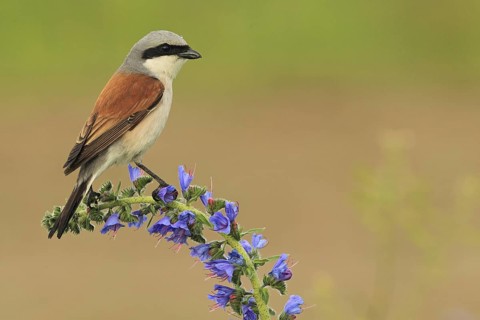 Red-backed Shrike (Lanius collurio) male, Baden-Wuerttemberg, Germany