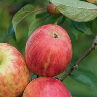 Apple (Malus domestica 'Roter Gravensteiner'),  Germany