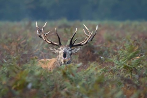 Red deer (Cervus elaphus) adult male stag animal roaring in the rutting season in autumn, England,
