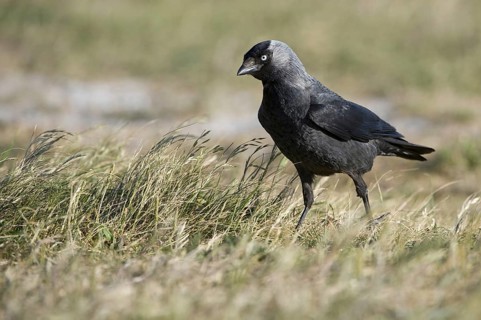 Western Jackdaw (Coloeus monedula), Texel, Netherlands