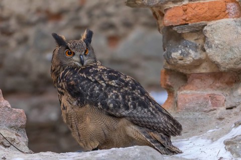 One Eurasian Eagle Owl, Bubo bubo, standing on the walls of a ruin of a monastery