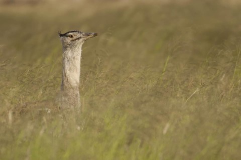Kori Bustard (Ardeotis kori), Northern Cape, South Africa
