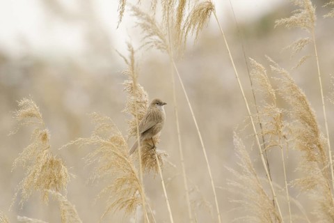 Iraq Babbler (Turdoides altirostris) perched on reed, Turkey