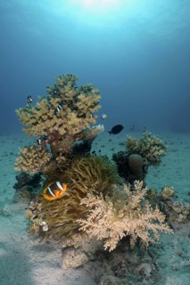 Red sea anemonefish (Amphiprion bicinctus)