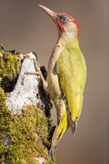 European Green Woodpecker (Picus viridis) male, Castile and Leon, Spain