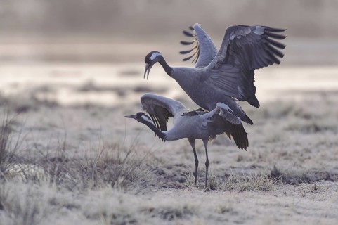 Common Crane (Grus grus) pair mating, Vaestergoetland, Sweden