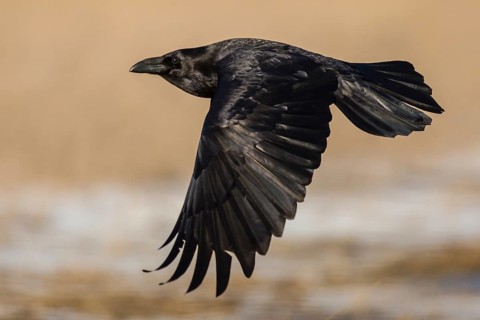 Northern Raven (Corvus corax) flying, Hungary