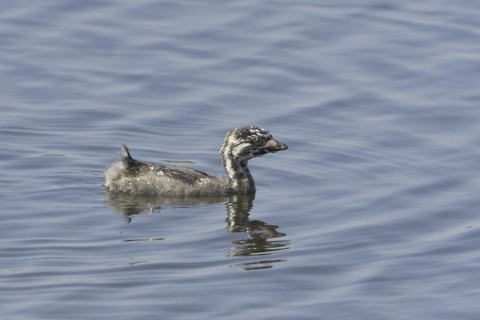 Pied-billed Grebe (Podilymbus podiceps) juvenile, Texas, USA