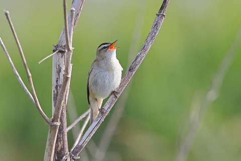 Reed Warbler (Acrocephalus schoenobaenus) singing in a shrub, Wildlife, Lembruch, Ochsen Moor,