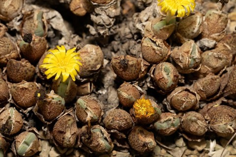 Conophytum, Living Stones, blooming, blossoms, Stellenbosch Botanic Garden, Western Cape, South