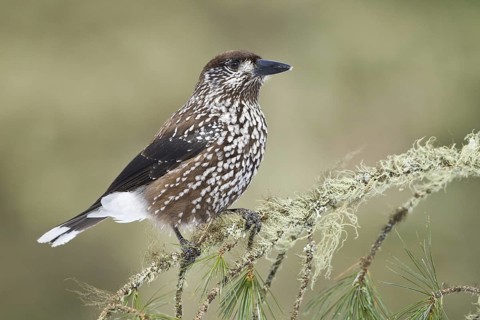 Spotted Nutcracker (Nucifraga caryocatactes), Switzerland