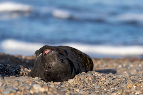 Southern elephant seal (Mirounga leonina), juvenile, lying on its back on a pebble beach, Valdés