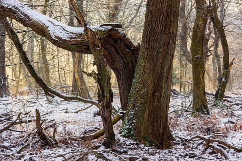 Winter in the jungle tree trail with ancient trees in the Ahlhorner Fischteiche nature reserve,