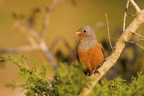 Cretzschmar's Bunting (Emberiza caesia) male, Cyprus