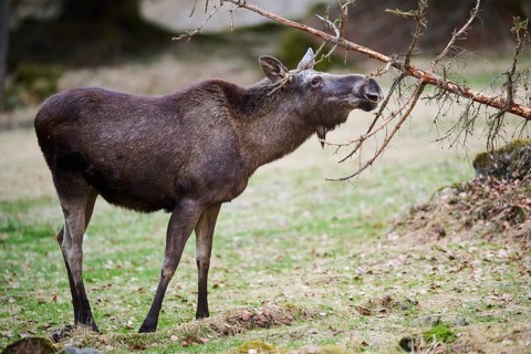 Elk (Alces alces) standing on a meadow on the edge of a forest, Bavaria, Germany