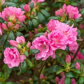 Japanese azalea (Rhododendron ROSINETTA), Rhodo 2014, Germany