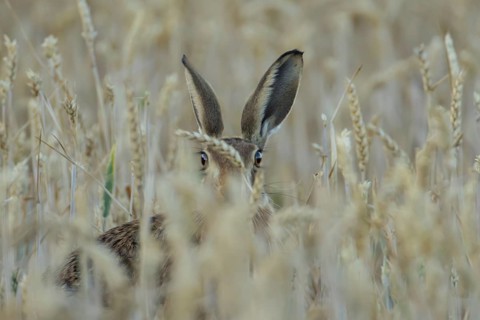 European brown hare (Lepus europaeus) adult animal in a farmland wheat field in summer, England,