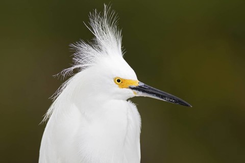 Snowy Egret (Egretta thula), Florida, USA