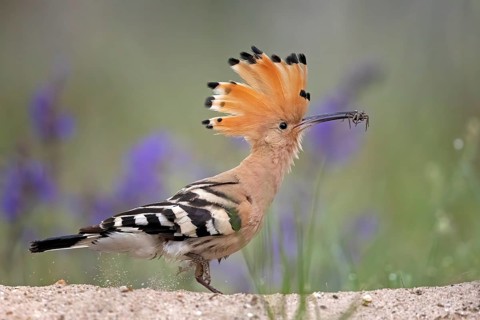Eurasian Hoopoe (Upupa epops) with a spider in its beak, Serbia