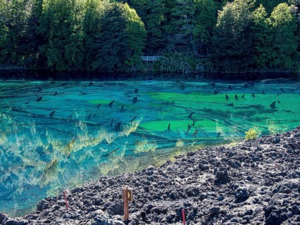 Laguna Arcoiris, dead trees in the lake, Conguillio National Park, Chile