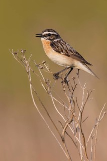Whinchat (Saxicola rubetra) male perched on a meadow plant, Poland