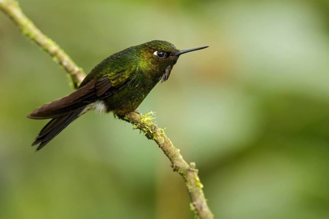 Bay-headed Tanager (Tangara gyrola) perched on a branch in the South of Ecuador