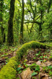 A vibrant view of a dense, green forest with a fallen log blanketed in bright green moss,