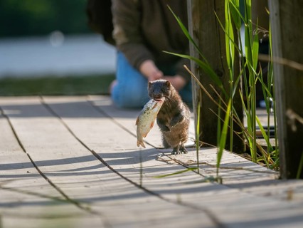 A mink with prey fish in its mouth