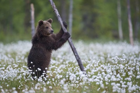 Eurasian Brown Bear (Ursus arctos) holding on tree trunk in white cottongrass, Finland