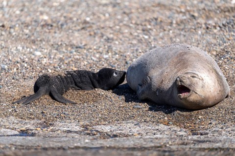 Southern elephant seal (Mirounga leonina), female with newborn young on a pebble beach, Península