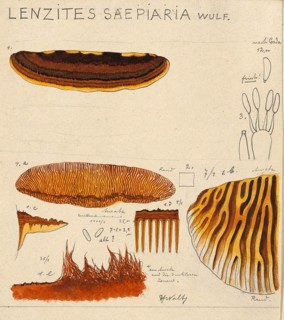 Mushroom, fungi, Lenzites saepiari, fence leaflet, authentic reproduction of an illustration by