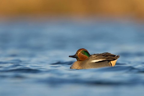 Eurasian Teal (Anas crecca) male, Utrecht, Netherlands