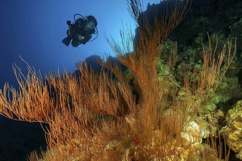 Underwater photo of diver looking at large Black coral (Antipathes dichotoma) growing on steep