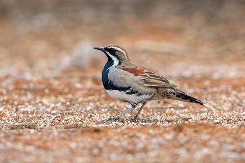 Chestnut-breasted Quail-thrush (Cinclosoma castaneothorax) male perched on the ground, Victoria,