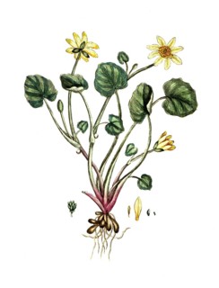 Ranunculus ficaria, lesser celandine, digital reproduction of a historical original, between 1790