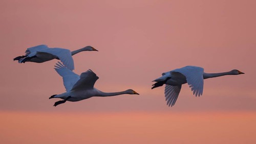 Whooper Swan (Cygnus cygnus) group flying, North Rhine-Westphalia, Germany