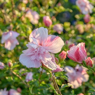 Garden marshmallow (Hibiscus syriacus PINK CHIFFON), Harry van de Laa viewing garden, Netherlands