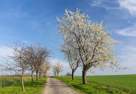 Cherry tree avenue (Prunus) in bloom, Klipphausen, Saxony, Germany