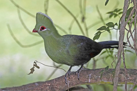 Knysna Turaco (Tauraco corythaix), Western Cape, South Africa