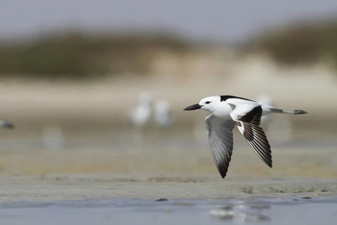 Crab-plover (Dromas ardeola) flying, Oman