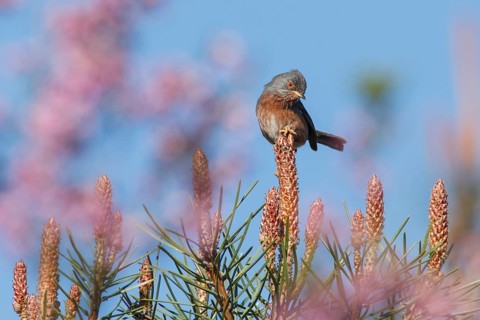 Dartford Warbler (Sylvia undata), Galicia, Spain