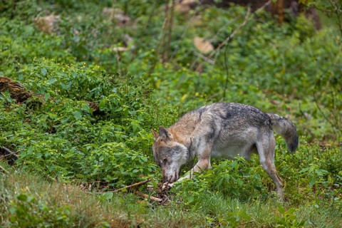One adult eurasian gray wolf (Canis lupus lupus) walking through the green undergrowth at a forest