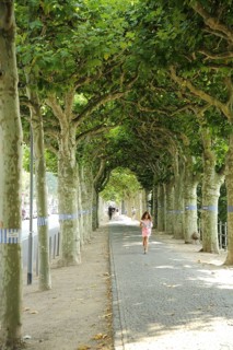 Avenue with plane trees on the Museumsufer, Schaumainkai, Sachsenhausen, Main, Frankfurt, Hesse,